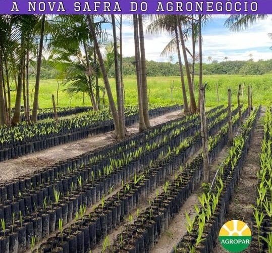 AÇAÍ – ALTERNATIVA ECONÔMICA PARA O ESTADO DO CEARÁ