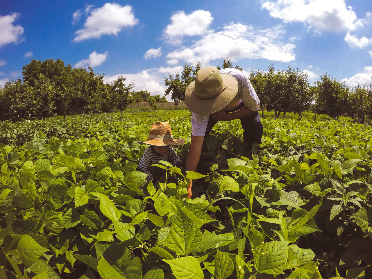 Governo institui grupo de trabalho para PAC da agricultura familiar