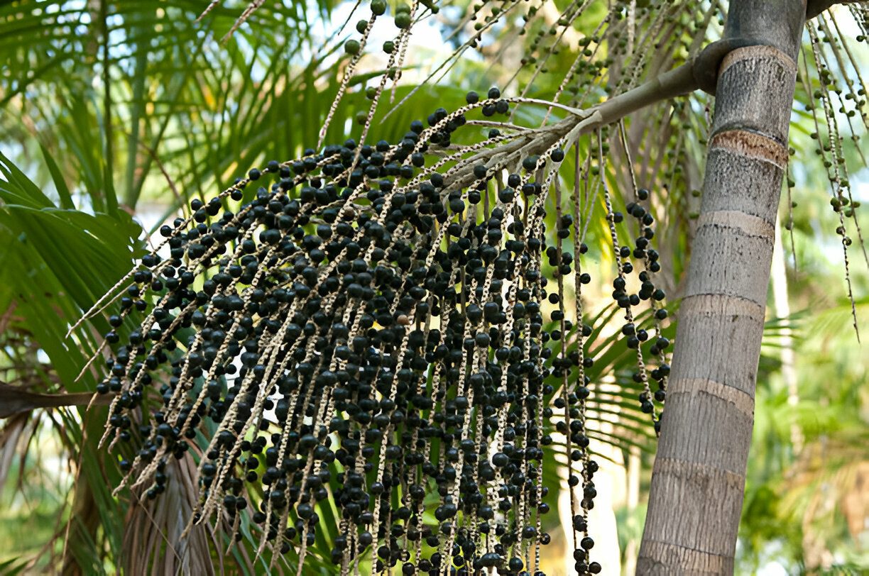 Agropar no Maciço de Baturité