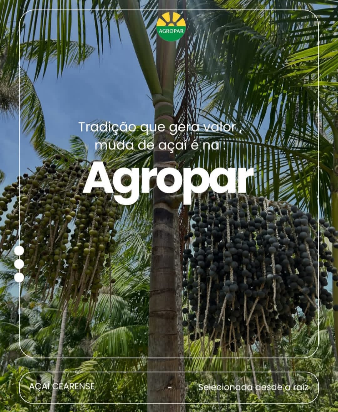 Investimento com práticas sustentáveis do açaí